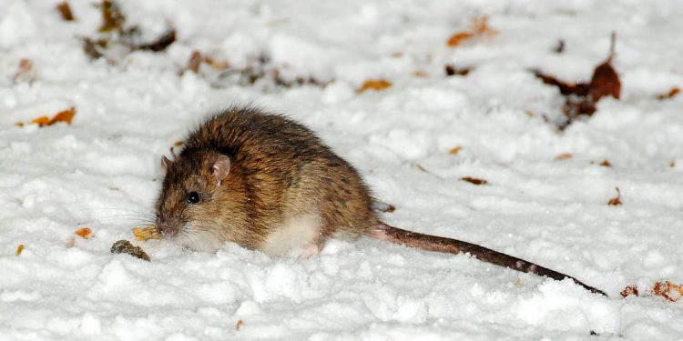 What Do Rats Do to Survive Winter?