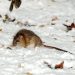 What Do Rats Do to Survive Winter?