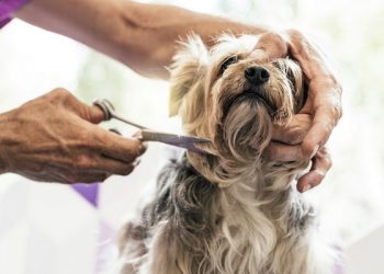 Dog Grooming for Beginners: Build a Kit with These Things