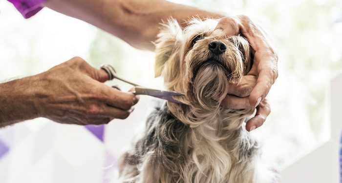 Dog Grooming for Beginners: Build a Kit with These Things