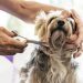 Dog Grooming for Beginners: Build a Kit with These Things