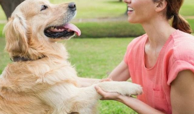 7 Ways to Build a Stronger Bond with Your Dog
