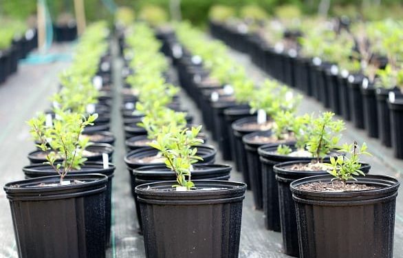 Why Planting Is More Than Buying Pots, Seeds, and Soil