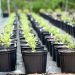 Why Planting Is More Than Buying Pots, Seeds, and Soil