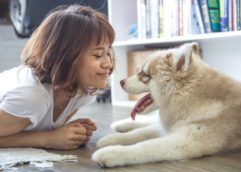 What to Look for in the Best Dog Sitter