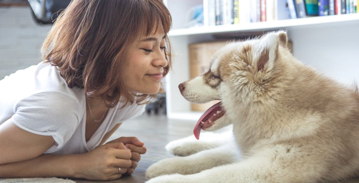 What to Look for in the Best Dog Sitter