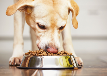 The Complete Guide to Choosing Pet Food for New Owners