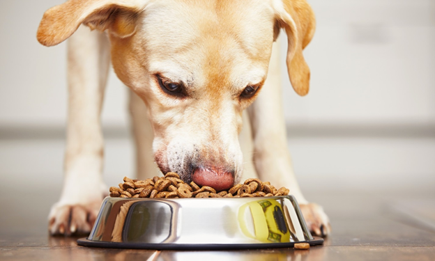 The Complete Guide to Choosing Pet Food for New Owners