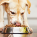 The Complete Guide to Choosing Pet Food for New Owners