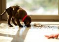 How much to feed a puppy?