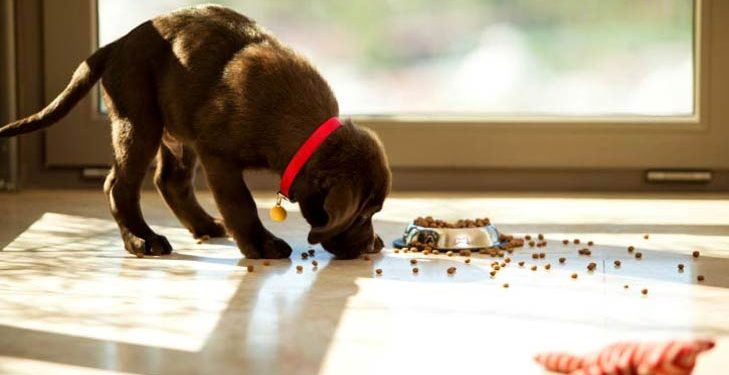 How much to feed a puppy?
