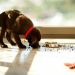 How much to feed a puppy?