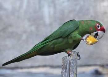 What Are Considered Safe for Parrots To Eat
