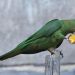 What Are Considered Safe for Parrots To Eat