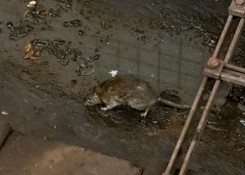 Rats: Rampaging, Annoying, Tormenting, Sabotaging Pests