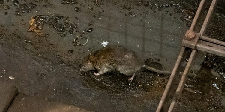 Rats: Rampaging, Annoying, Tormenting, Sabotaging Pests