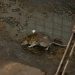 Rats: Rampaging, Annoying, Tormenting, Sabotaging Pests