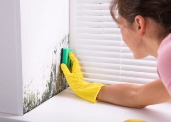Why Mold Remediation is Important for Your Home
