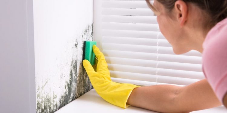 Why Mold Remediation is Important for Your Home