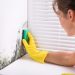 Why Mold Remediation is Important for Your Home