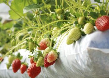 The Charity Work of Mike Straumietis and Advanced Nutrients