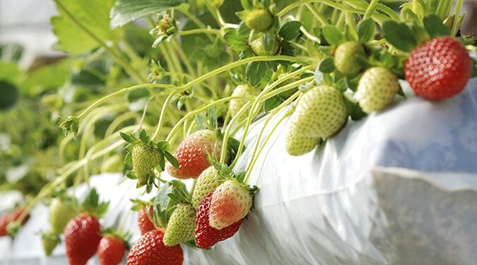 The Charity Work of Mike Straumietis and Advanced Nutrients