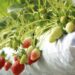 The Charity Work of Mike Straumietis and Advanced Nutrients